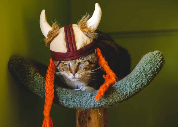 Comment découvrir l'histoire des Vikings en Scandinavie ?